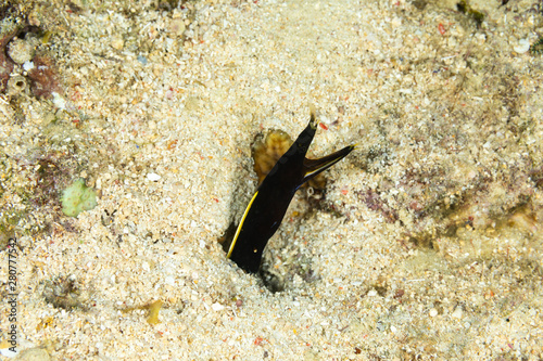 Ribbon eel, Rhinomuraena quaesita, also known as the leaf-nosed moray eel or bernis eel photo