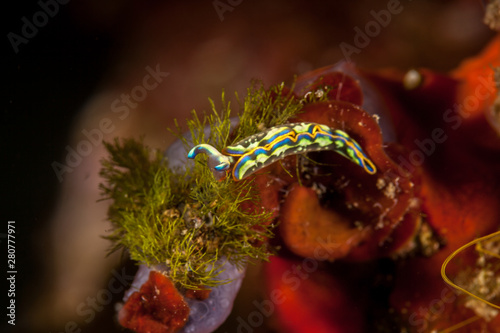 Sapsucking Slug, Hope's Elysia, Thuridilla hopei