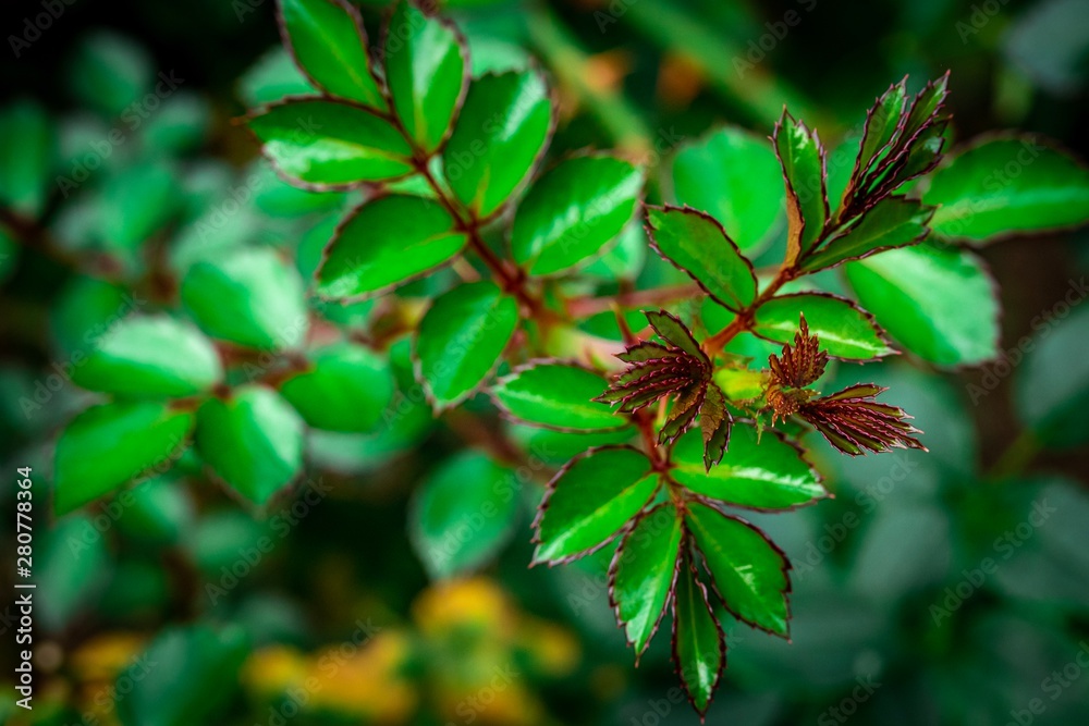 Close up of young branch of roses on a garden bush, selective focus. Close up of young branch of roses on a garden bush, selective focus.
