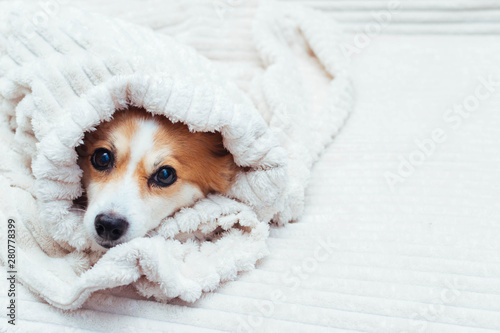 dog is wrapped in a bedspread on the bed. Concept autumn. Copy space