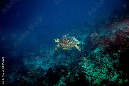 The hawksbill sea turtle Eretmochelys imbricata