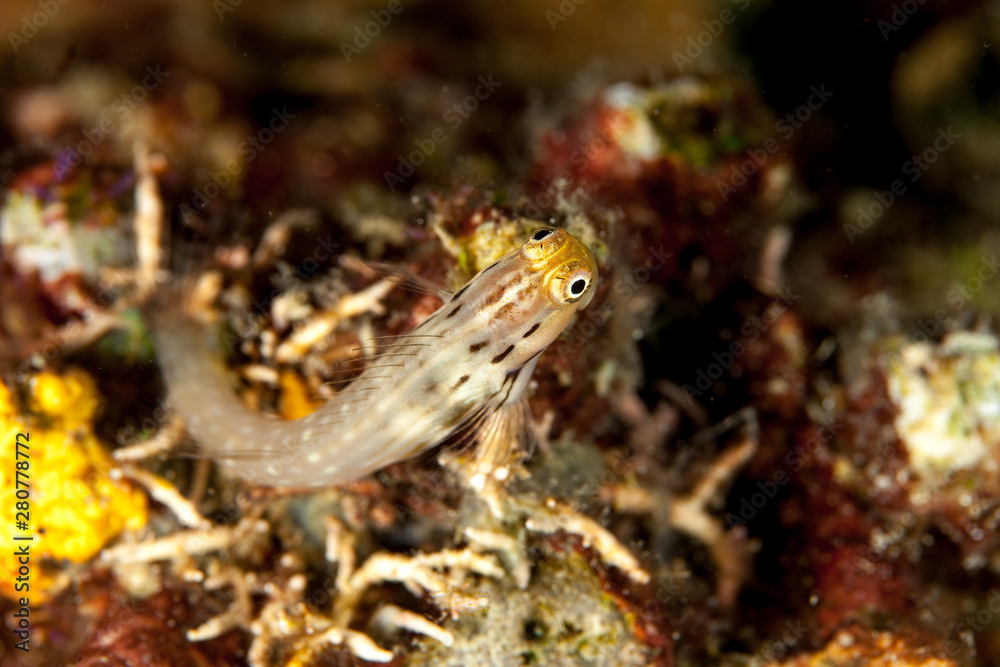 Combtooth blenny, perciform marine fish of the family Blenniidae, Ecsenius
