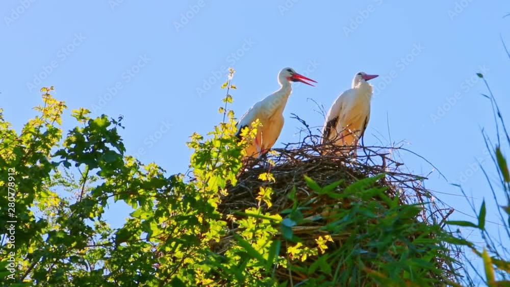 Storch. Zwei Störche sitzen in ihrem Nest	