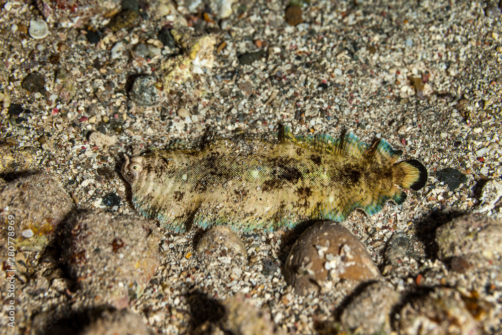 Banded Sole, Soleichthys heterorhinos is a sole from the Eastern Indian Ocean and Western Pacific Banded Sole, Soleichthys heterorhinos is a sole from the Eastern Indian Ocean and Western Pacific