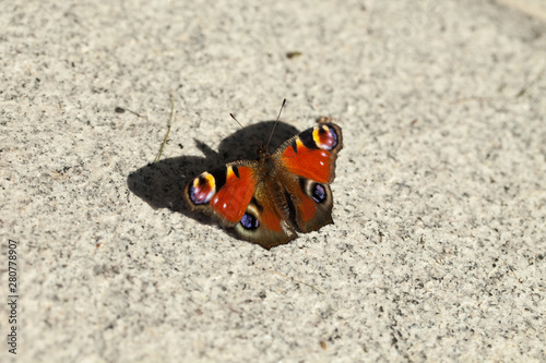 European peacock  Aglais io  sitting on granite