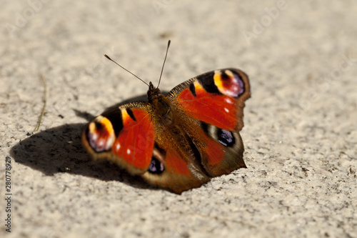 European peacock, Aglais io, sitting on granite