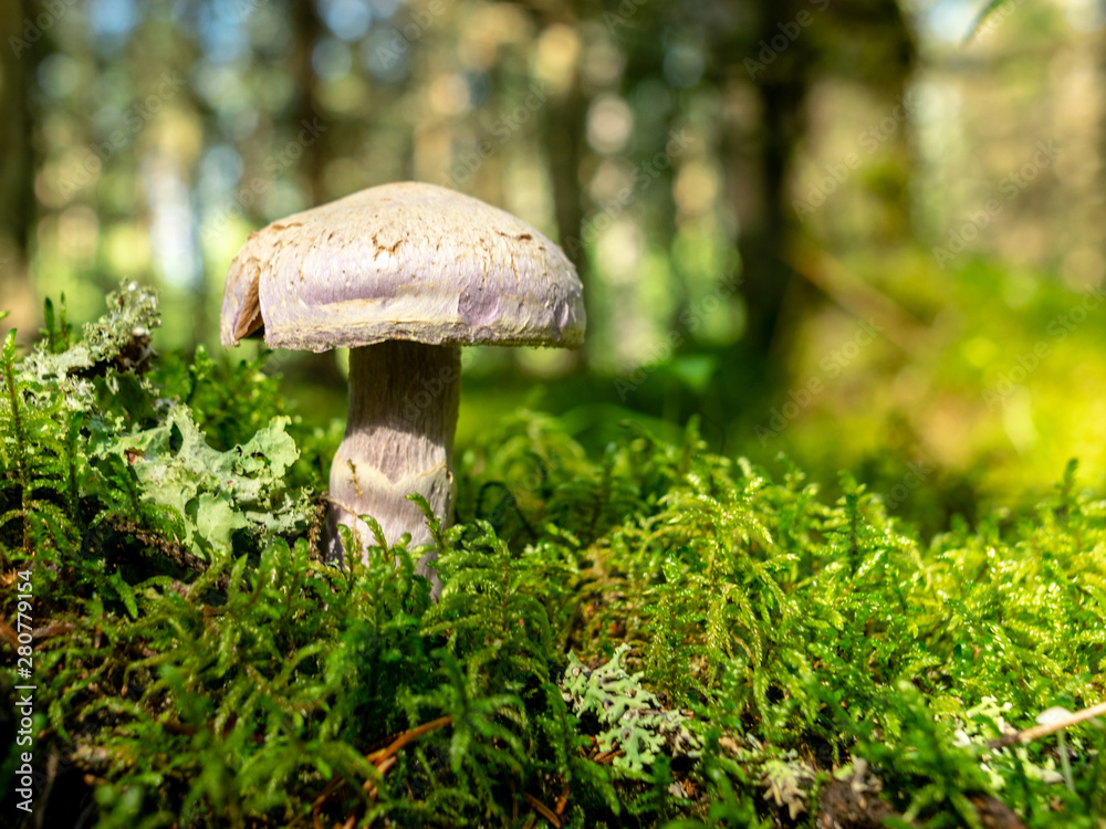 A blurry background version, wild mushrooms in the forest, autumn is the time of mushroom gathering, Latvia A blurry background version, wild mushrooms in the forest, autumn is the time of mushroom gathering, Latvia