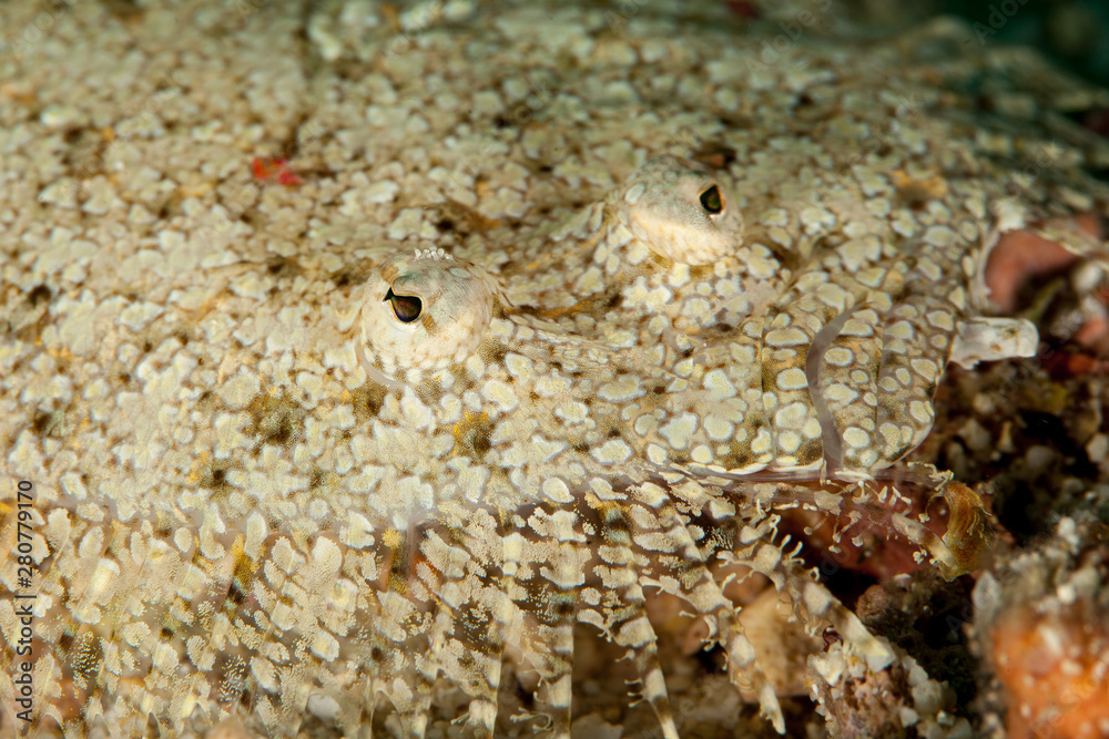 Flatfish is a member of the order Pleuronectiformes of ray-finned demersal fishes