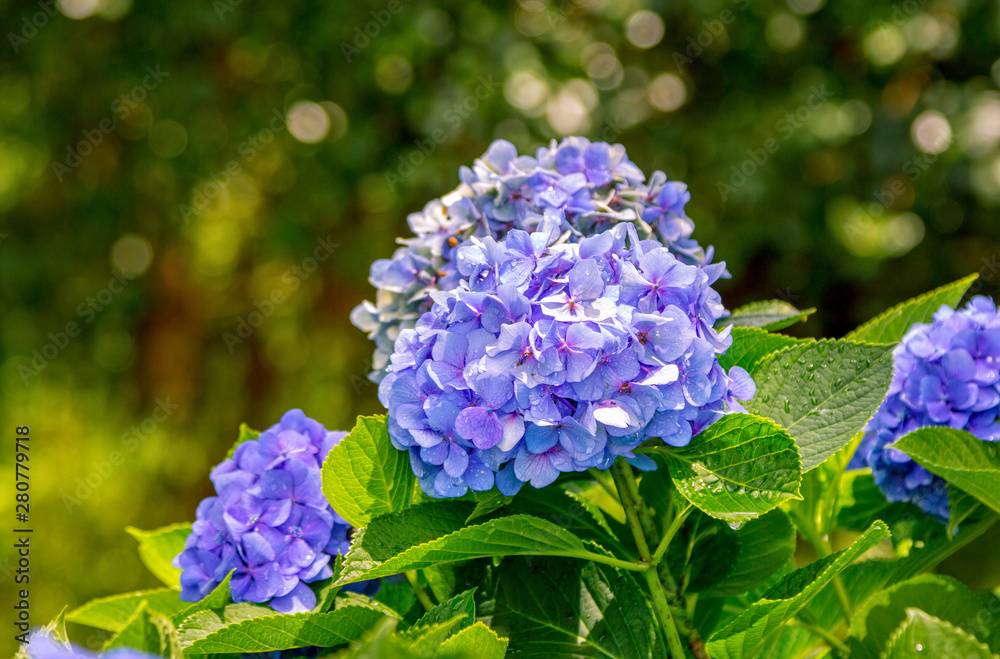 Beautiful blooming hydrangea bush with blue flowers and green leaves with rain drops, growing in a summer garden Beautiful blooming hydrangea bush with blue flowers and green leaves with rain drops, growing in a summer garden