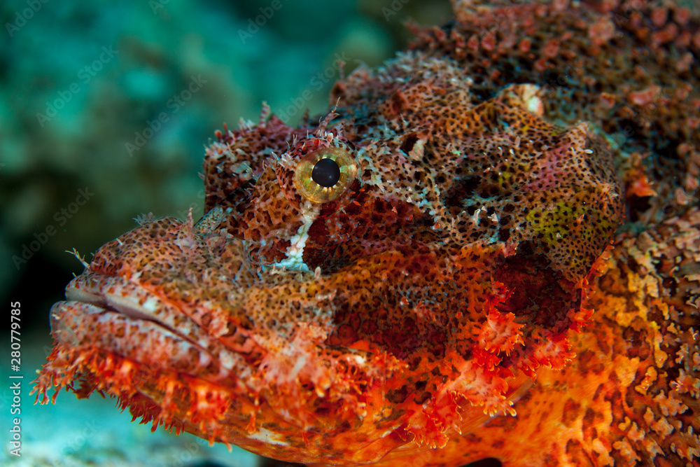 Scorpionfish , Scorpaenidae 