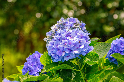 Beautiful blooming hydrangea bush with blue flowers and green leaves with rain drops, growing in a summer garden