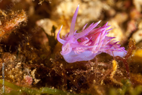 Sea slug Violett Flabellina, Flabellina affinis