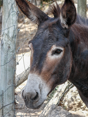Mule in captivity