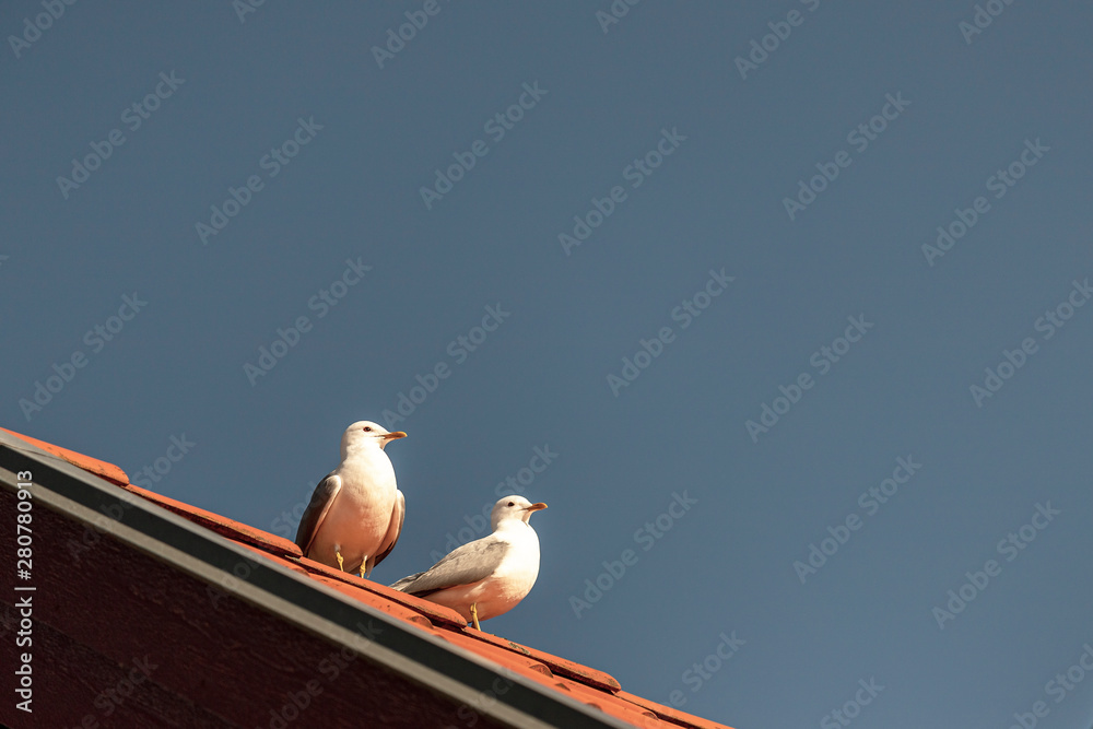 Low angle view of seagulls perching on roof against clear sky Low angle view of seagulls perching on roof against clear sky
