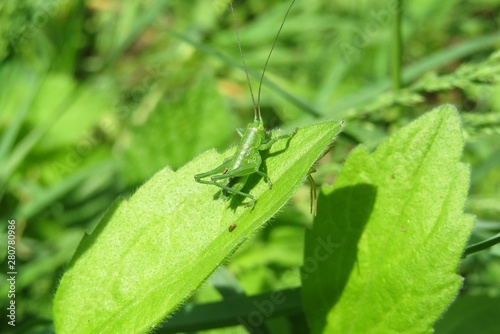 Beautiful green small grasshopper on leaves in the garden