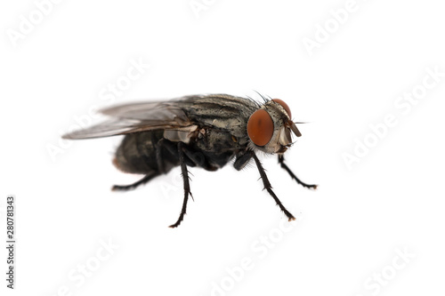Fly isolated on a white © ValGraphic