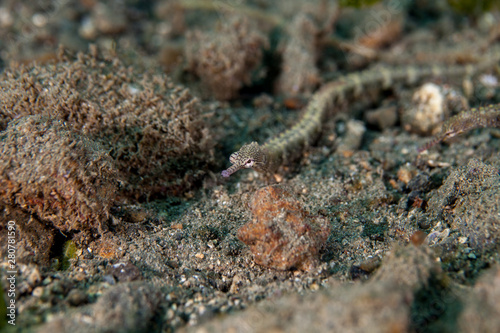 Pipefishes or pipe-fishes (Syngnathinae) are a subfamily of small fishes © GeraldRobertFischer