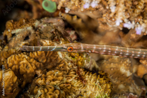 The cornetfishes or flutemouths are a small family, the Fistulariidae photo