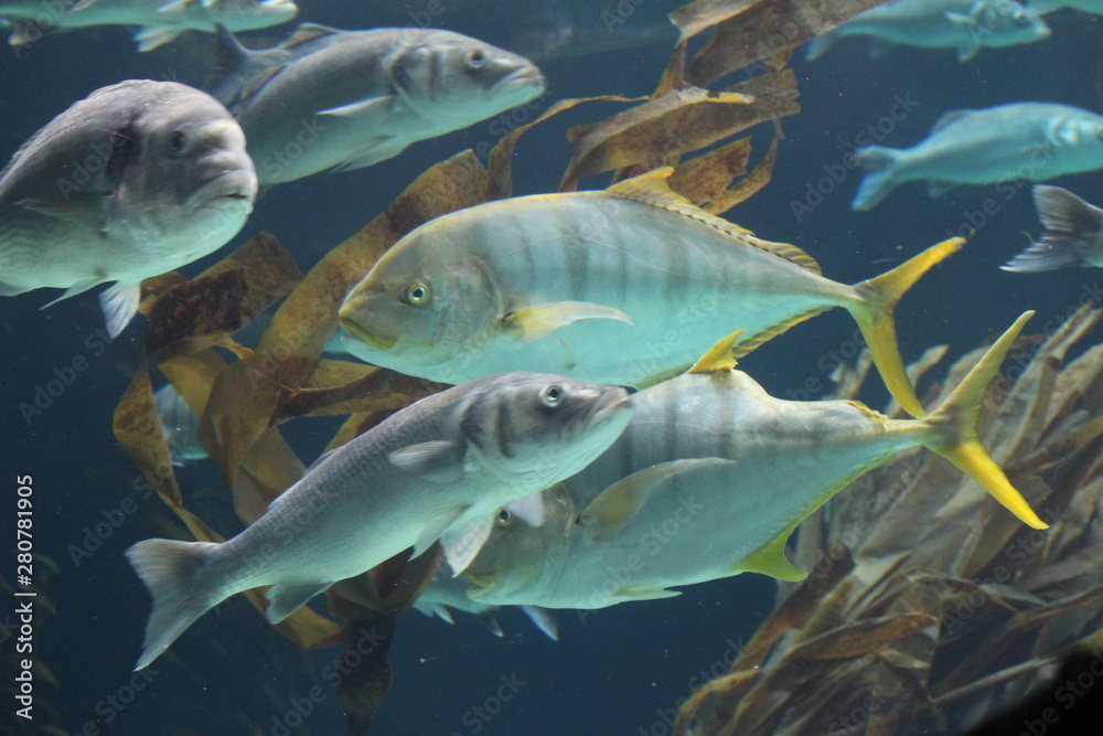 Fototapeta premium Fischschwarm