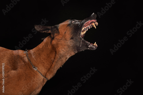 Fotografia Malinois oder Belgischer Schäferhund bellt aggressiv und zeigt die Zähne, schwar