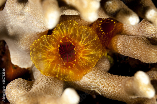 Sea squirt, tunicate, or ascidian living on the reef