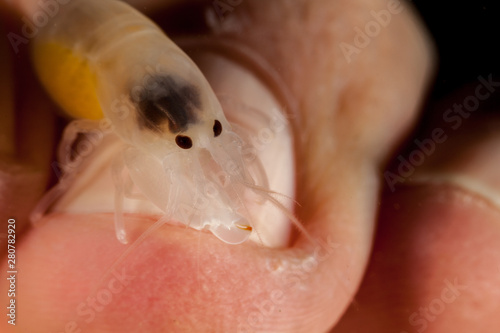 Konstfotografi Snapping shrimp, on human finger, asymmetrical claws, Alpheidae