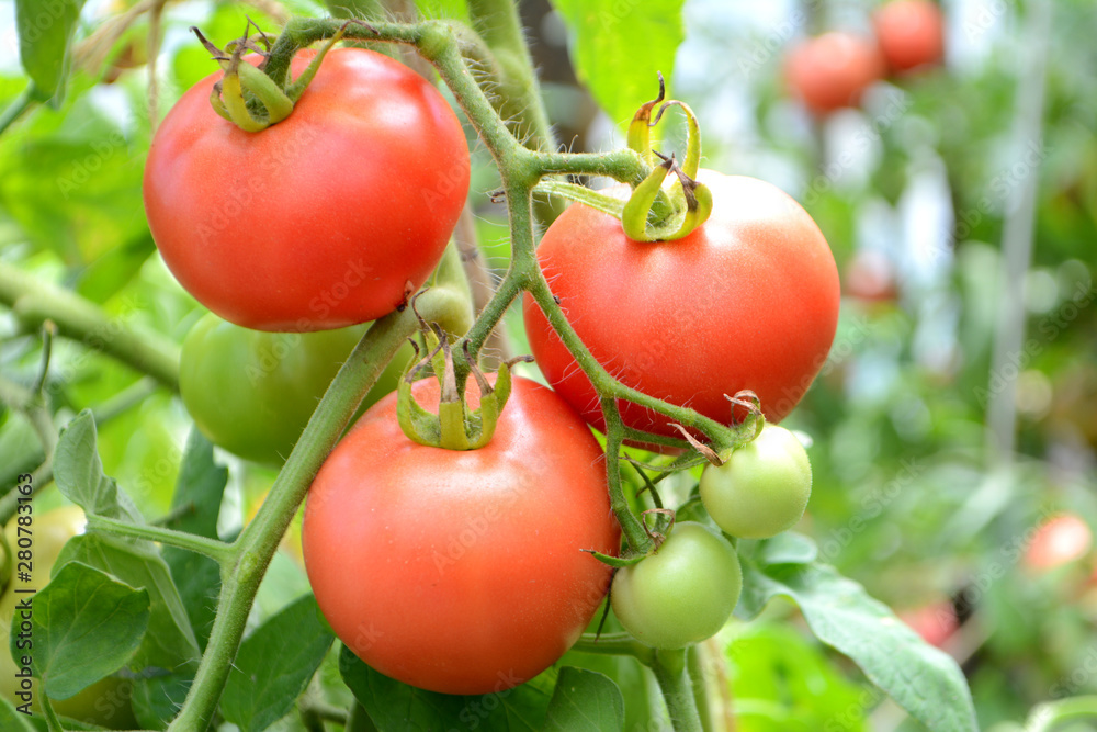 Ripe organic tomatoes grow on a branch in a greenhouse