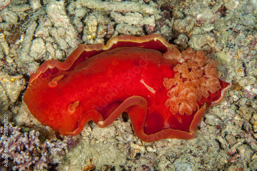 Spanish dancer,Hexabranchus sanguineus photo