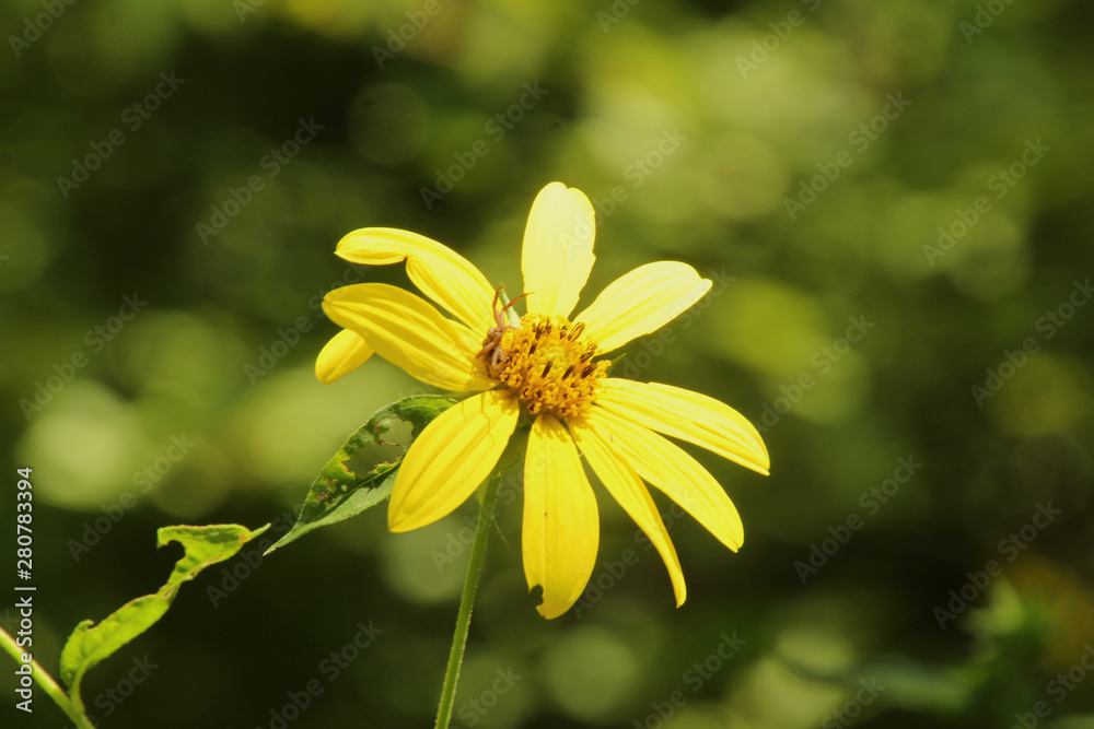 Obraz premium Hiding in the Flower