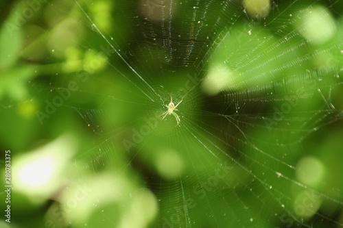 Green Spider in a Web