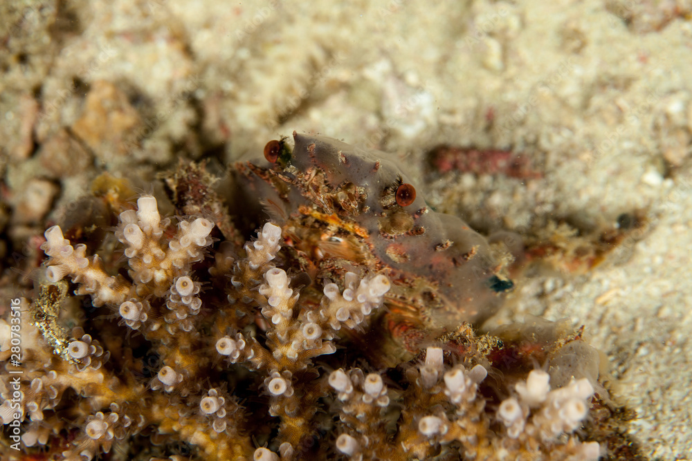 Majoidea, Spider crab Majoidea, Spider crab