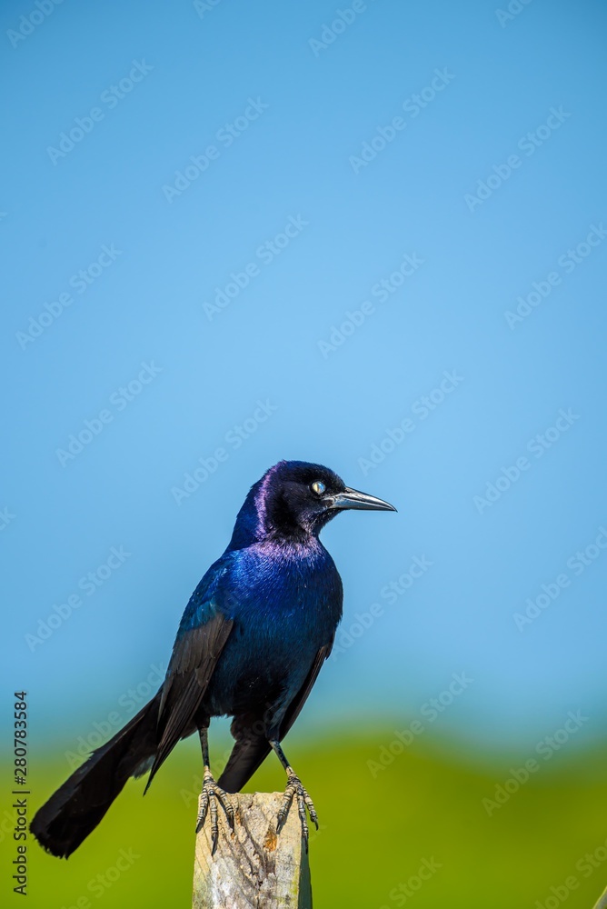 Obraz premium Black Bird Sitting Looking at the Camera in front of the Blue Sky