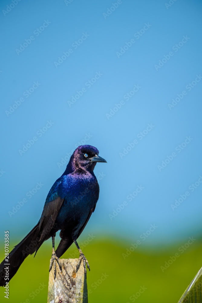 Obraz premium Black Bird Sitting Looking at the Camera in front of the Blue Sky