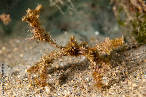 Majoidea  Spider crab