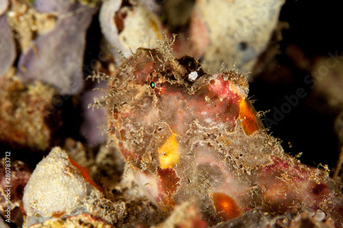 Spotfin frogfish - Antennatus nummifer