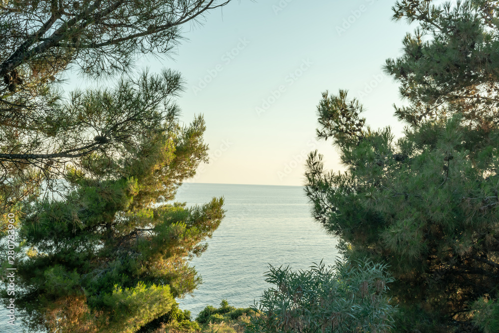 View of  fir tree branches in the foreground against the sea