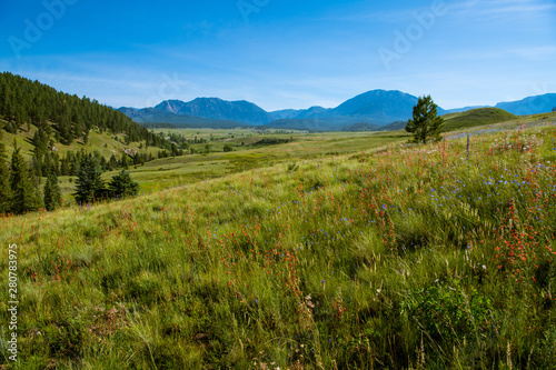 Grassy meadow with red and blue wildflowers with the Rock Mountains in the background near Pagosa Springs, Colorado