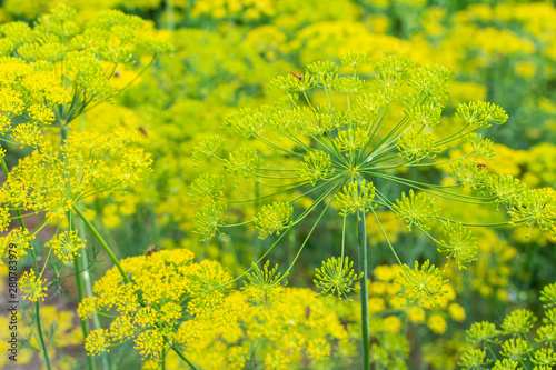 Dill, a flowering garden plant, natural background photo