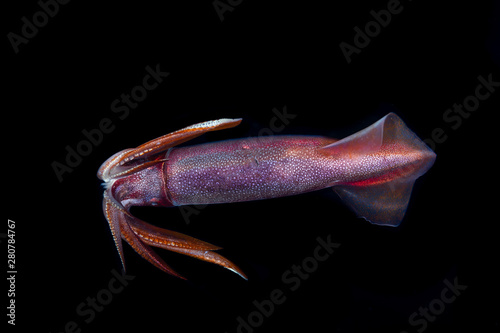 Squid during a blackwater dive in the Philippines photo