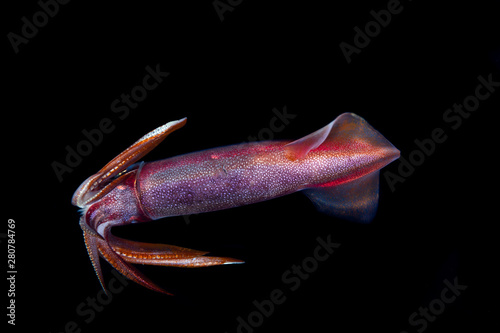 Squid during a blackwater dive in the Philippines