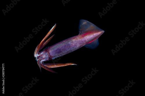 Squid during a blackwater dive in the Philippines