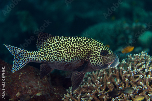 Plectorhinchus chaetodonoides, the harlequin sweetlips