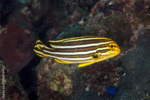 A juvenile Striped Sweetlips, Plectorhinchus lessonii photo