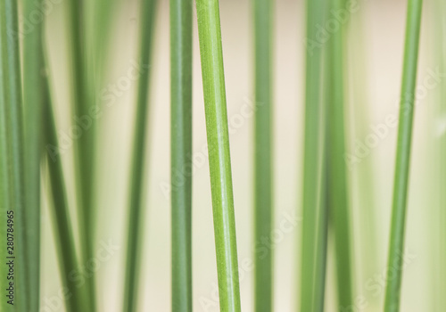 Group of thin and blurred reeds