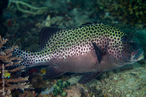 Plectorhinchus chaetodonoides, the harlequin sweetlips © GeraldRobertFischer