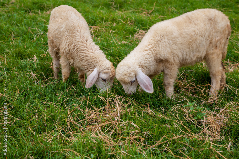 Obraz premium White Goats (young) are walking in a bright meadow