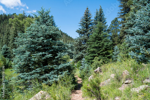 Hiking trail winds through Colorado blue spruce trees in the Rocky Mountains near Pagosa Springs, Colorado