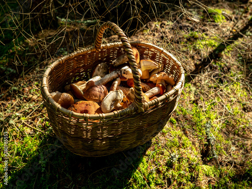 autumn is the time of mushroom gathering. Wicker basket with mushrooms on a forest background, Latvia