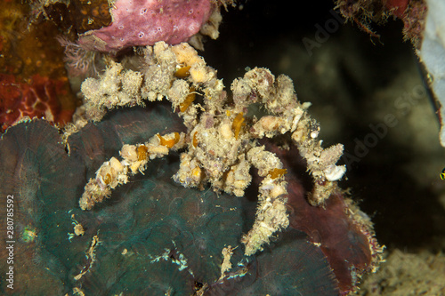 Camposcia retusa, known commonly as the spider decorator crab
