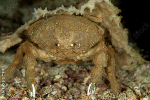 Dromia dormia, the sleepy sponge crab or common sponge crab